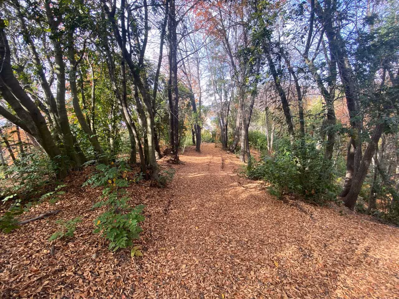 casa en medio del Bosque